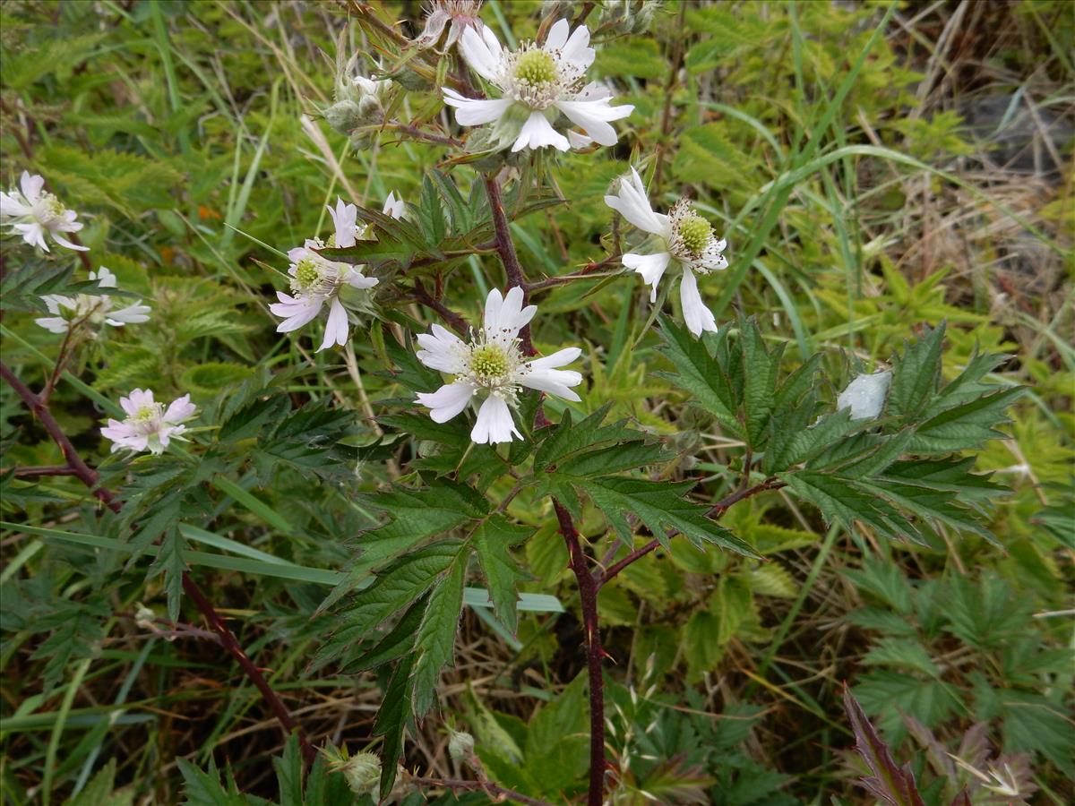 Rubus laciniatus (door Peter Meininger)