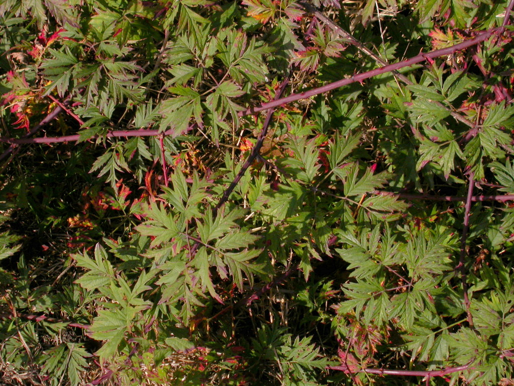 Rubus laciniatus (door Peter Meininger)