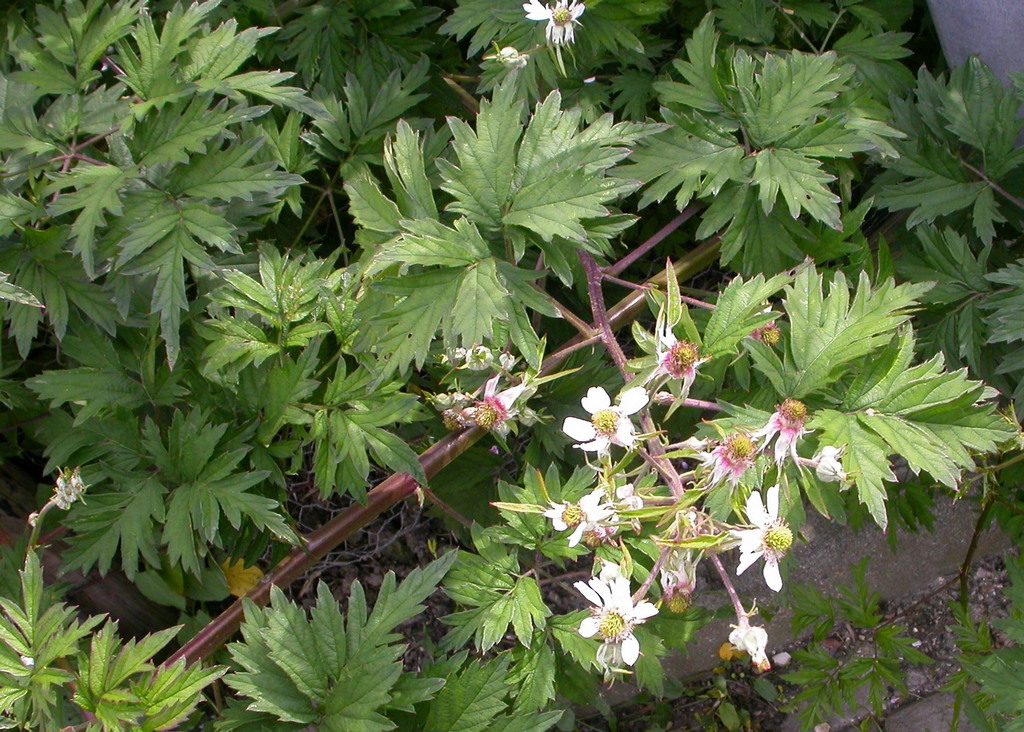 Rubus laciniatus (door Peter Meininger)