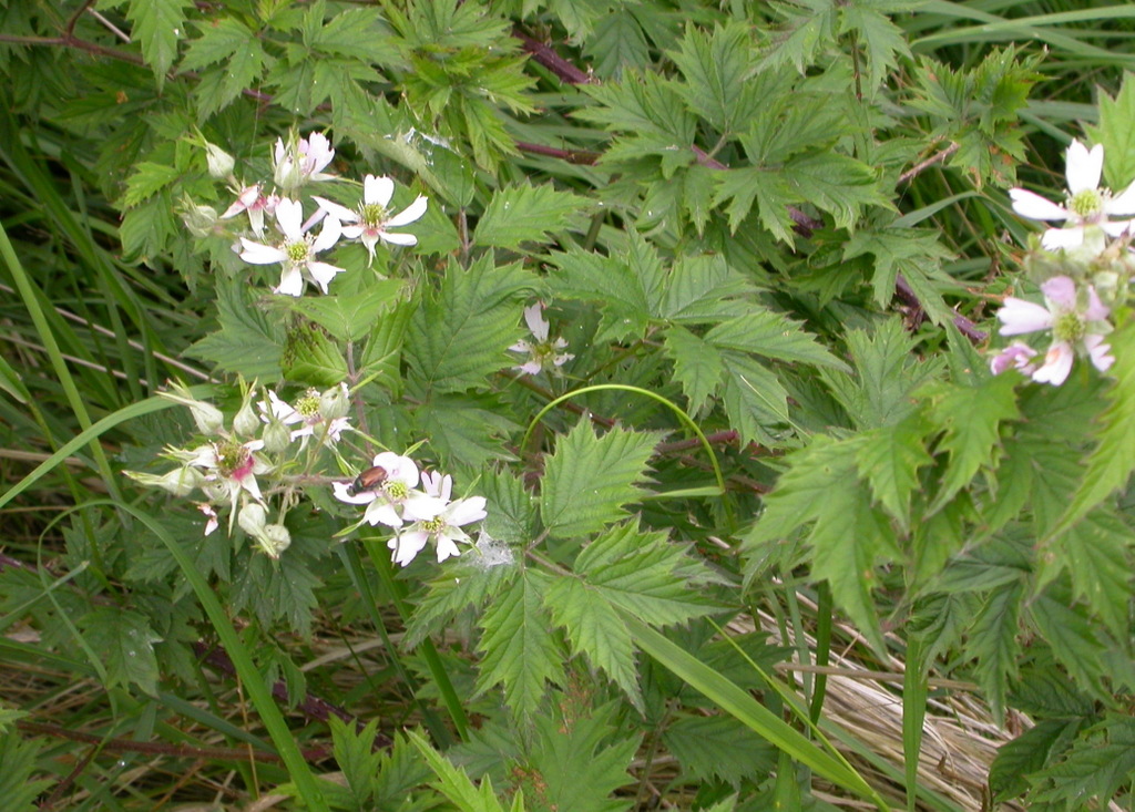 Rubus laciniatus (door Peter Meininger)