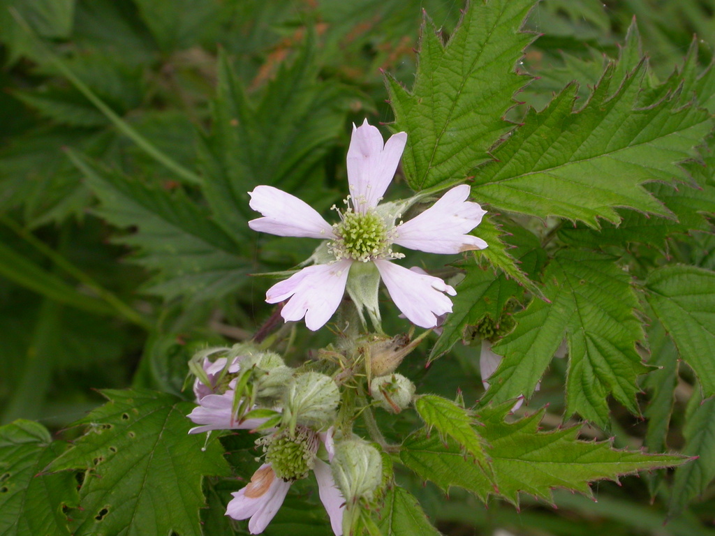 Rubus laciniatus (door Peter Meininger)