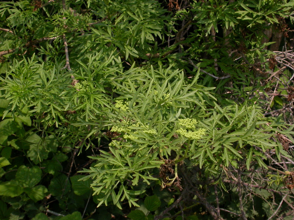 Sambucus nigra 'Laciniata' (door Peter Meininger)