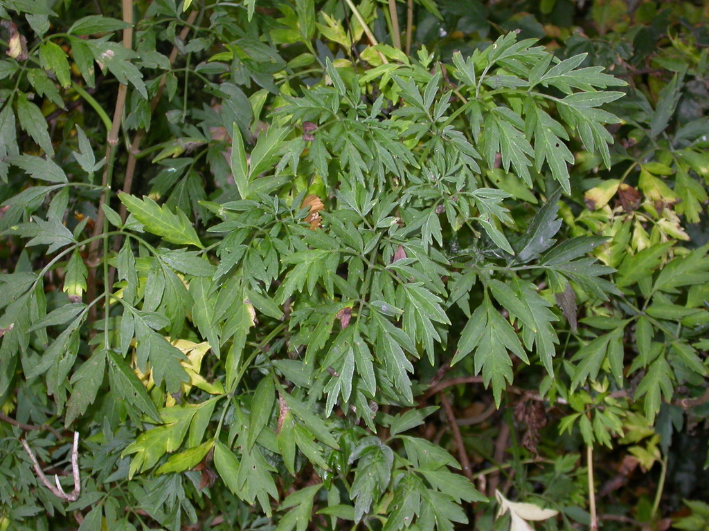 Sambucus nigra 'Laciniata' (door Peter Meininger)