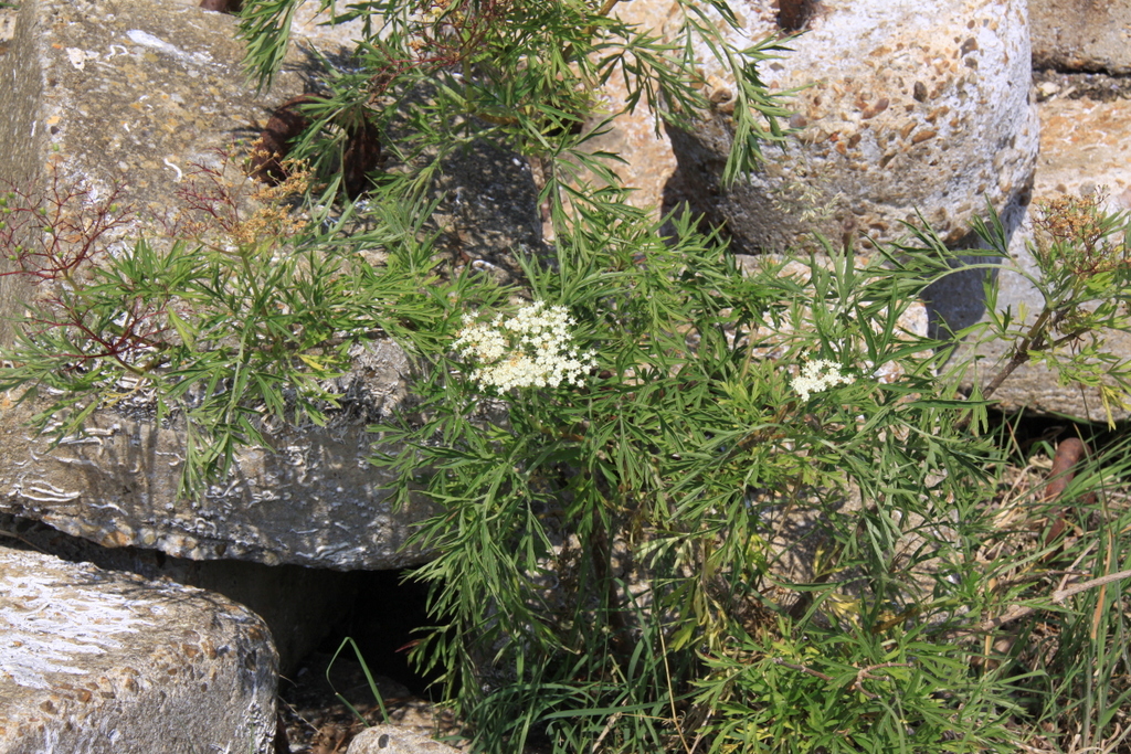 Sambucus nigra 'Laciniata' (door Peter Meininger)