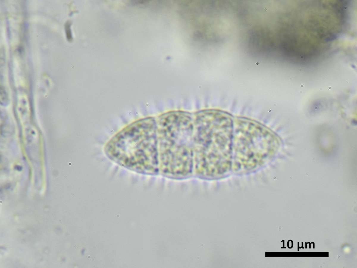Petractis clausa (door Henk-Jan van der Kolk)