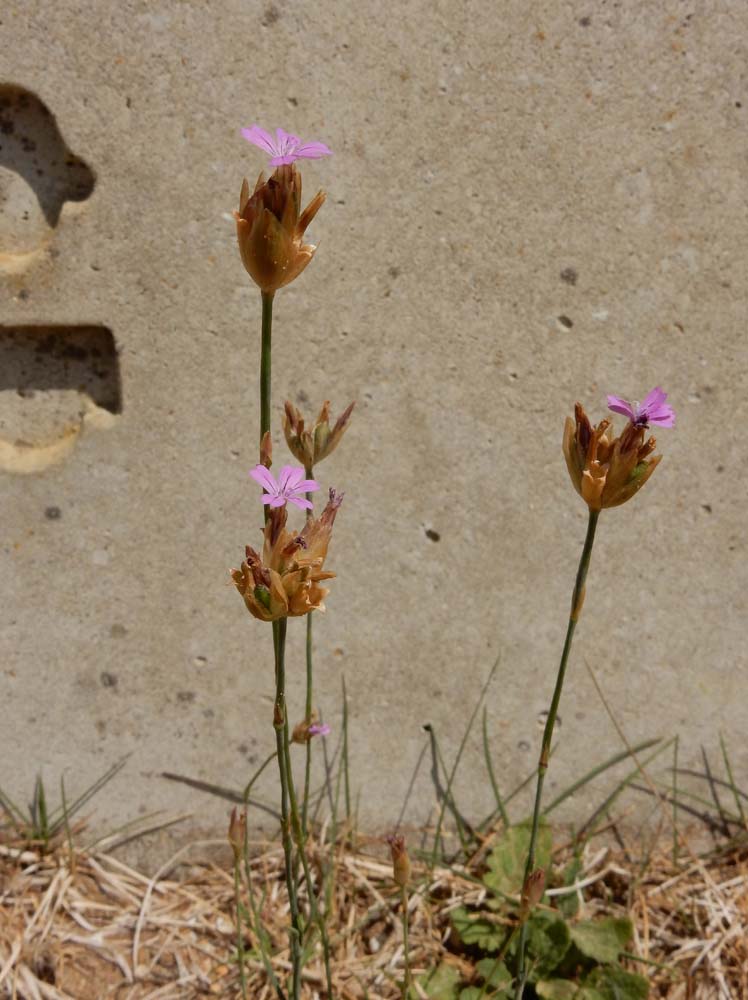 Petrorhagia nanteuilii (door Saxifraga-Ed Stikvoort)