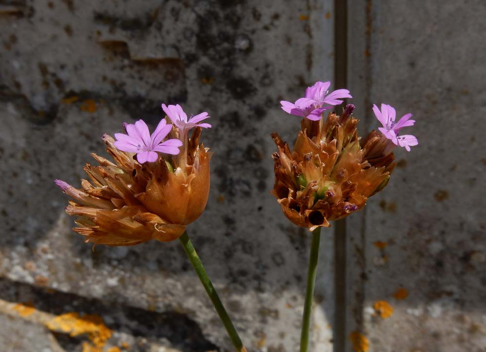 Petrorhagia nanteuilii (door Saxifraga-Ed Stikvoort)