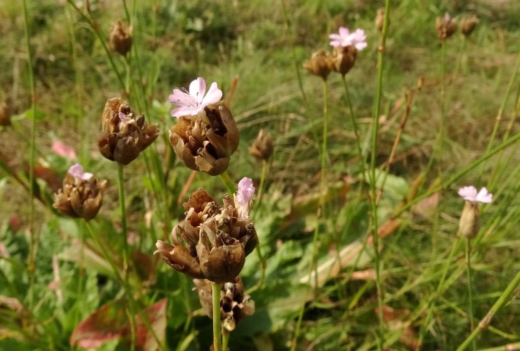 Petrorhagia prolifera (door R. van Leeuwen)