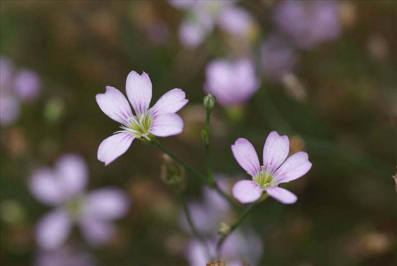 Petrorhagia saxifraga (door Adrie van Heerden)