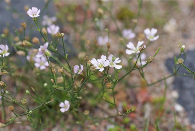 Petrorhagia saxifraga (door Adrie van Heerden)