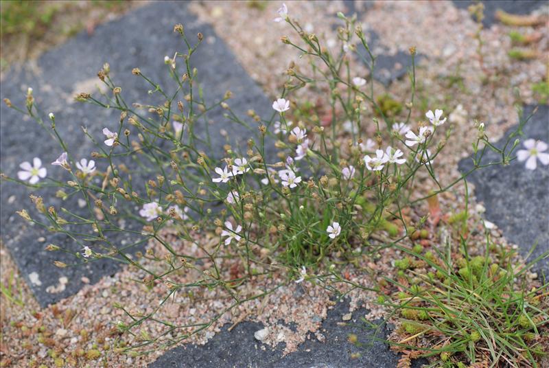 Petrorhagia saxifraga (door Adrie van Heerden)