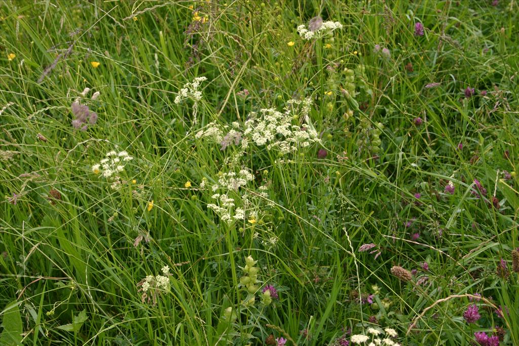 Dichoropetalum carvifolia (door Niels Jeurink)