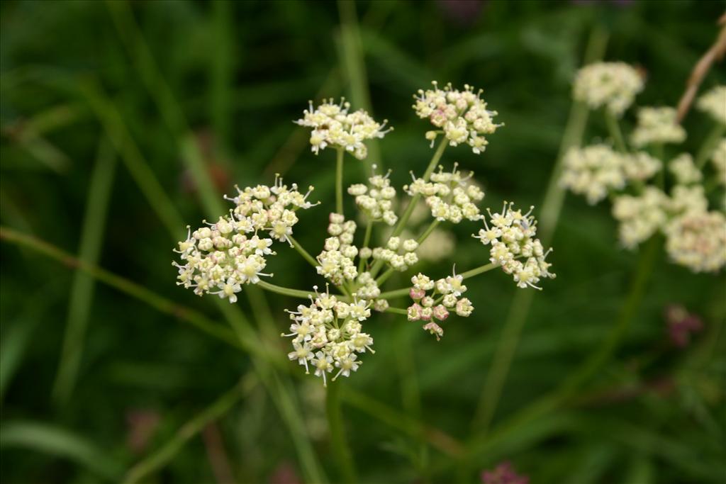 Dichoropetalum carvifolia (door Niels Jeurink)