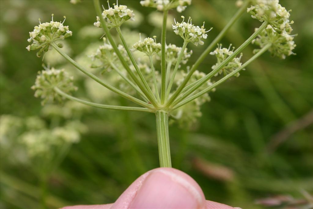 Dichoropetalum carvifolia (door Niels Jeurink)