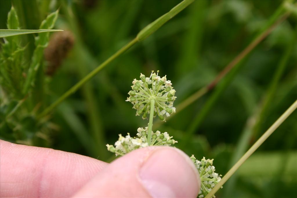 Dichoropetalum carvifolia (door Niels Jeurink)