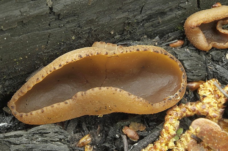 Peziza echinospora (door Marjon van der Vegte)