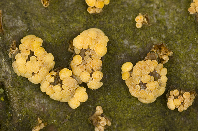 Pezicula carpinea (door Nico Dam)