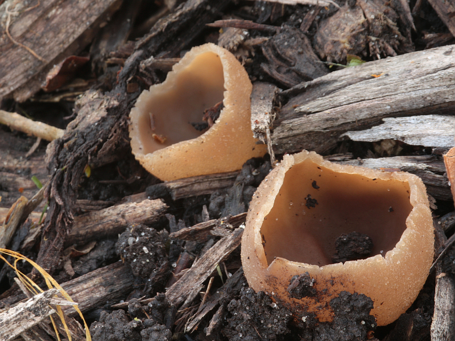 Peziza granularis (door Atte van den Berg)