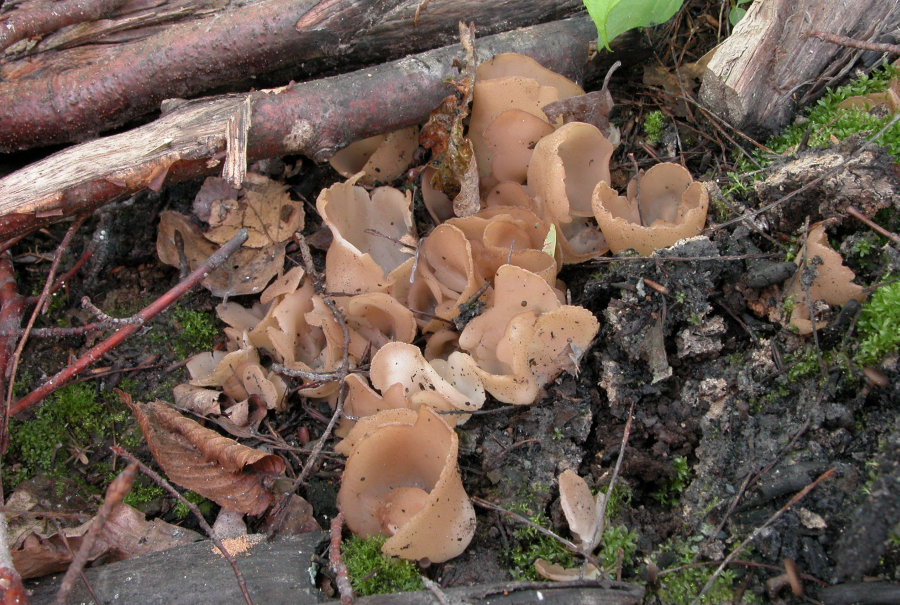 Peziza petersii (door Atte van den Berg)