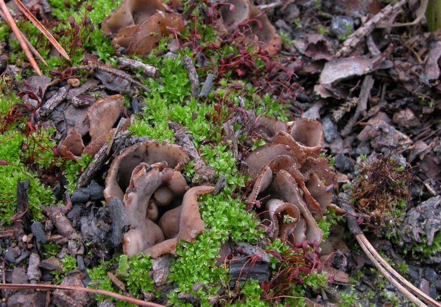 Peziza subviolacea (door Atte van den Berg)