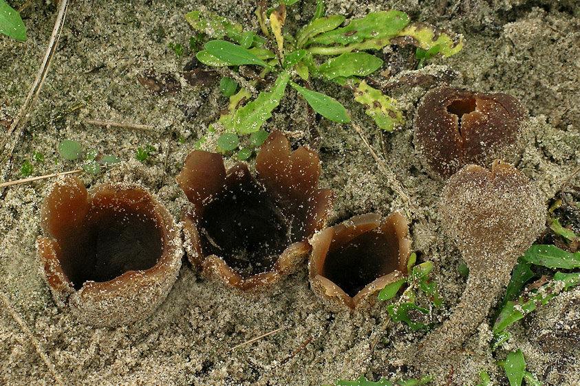 Peziza ammophila (door Henk Huijser)