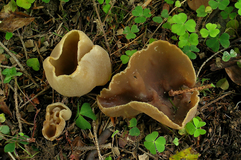 Peziza arvernensis (door Henk Huijser)