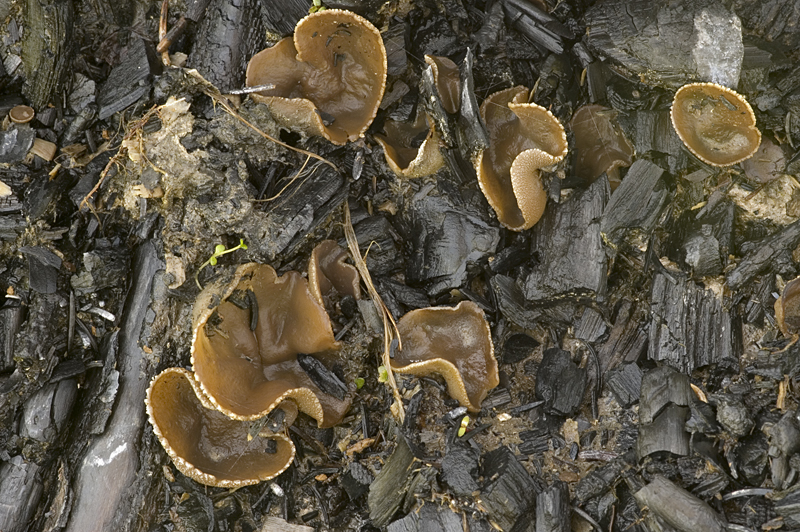 Peziza echinospora (door Nico Dam)