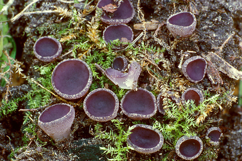 Peziza gerardii (door Henk Huijser)