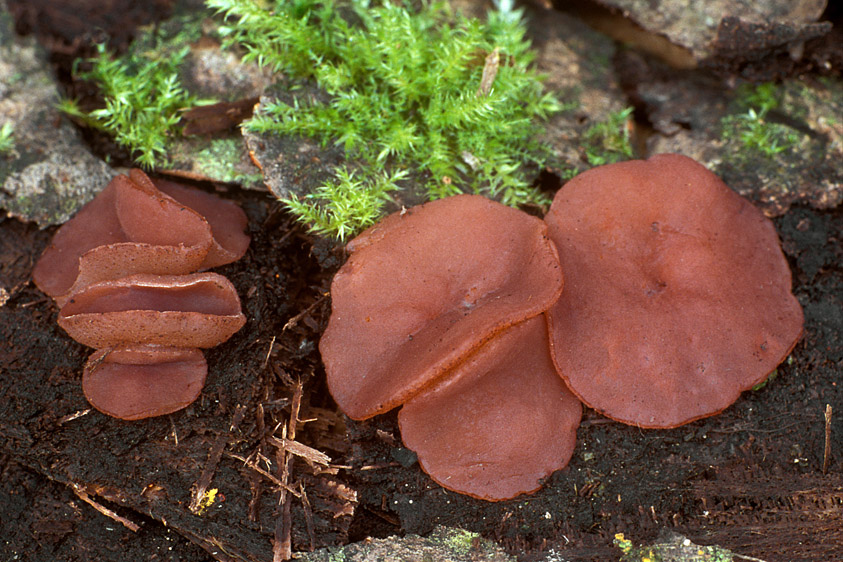 Peziza subisabellina (door Henk Huijser)