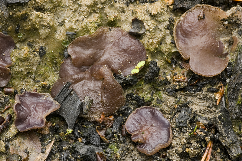 Peziza subviolacea (door Nico Dam)