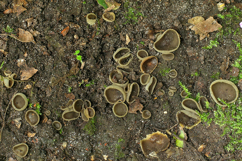 Peziza succosella (door Henk Huijser)