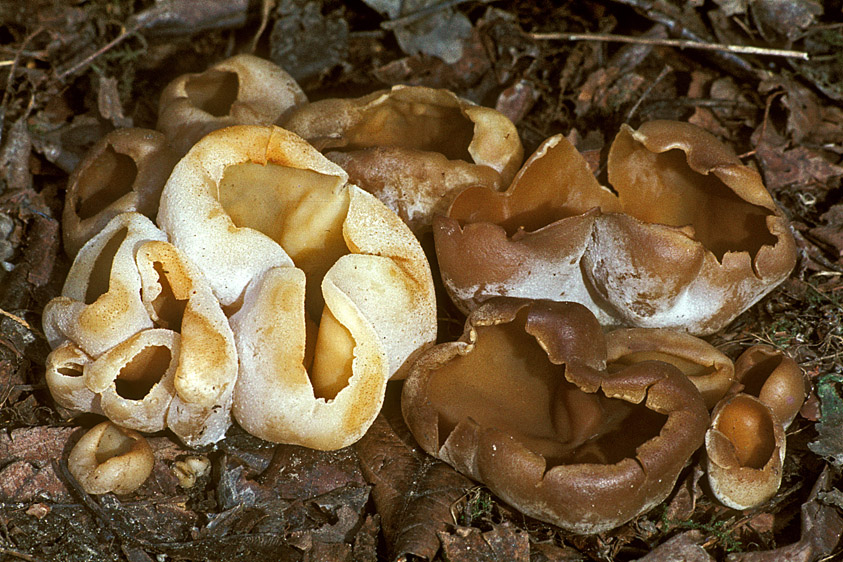 Peziza vesiculosa (door Henk Huijser)