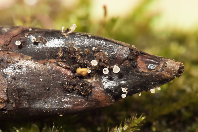 Hyphodiscus gemmarum (door Marijke Kanters)