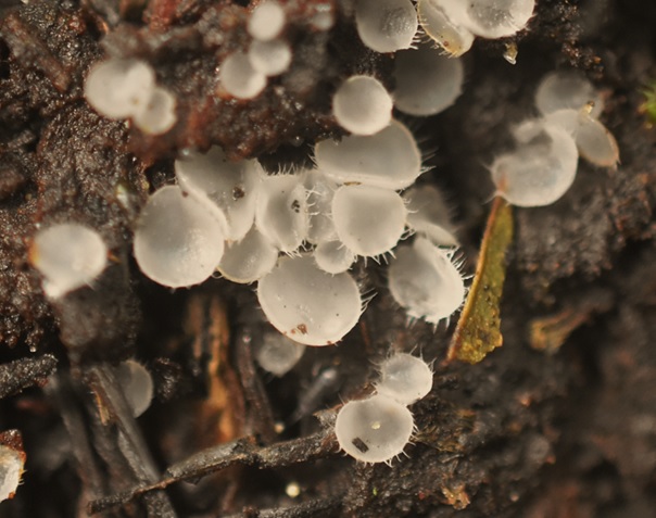 Pezoloma ciliiferum (door Ronald Morsink)