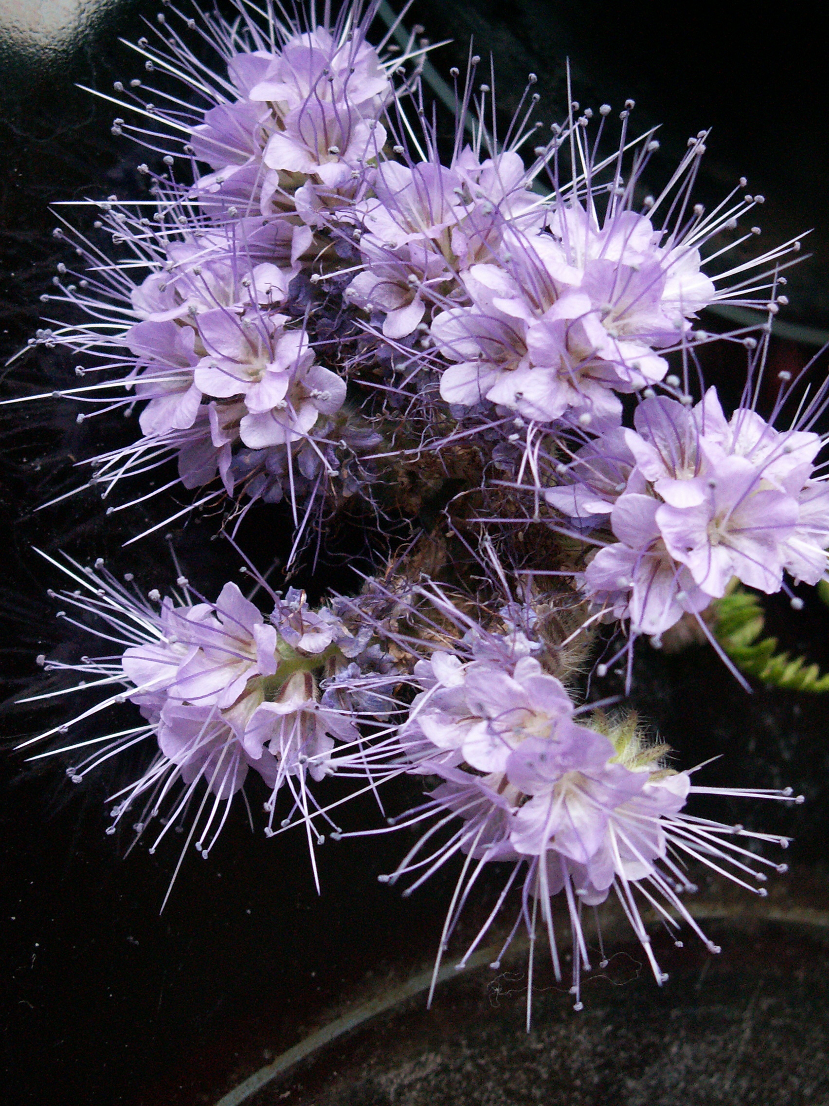 Phacelia tanacetifolia (door Han Beeuwkes)