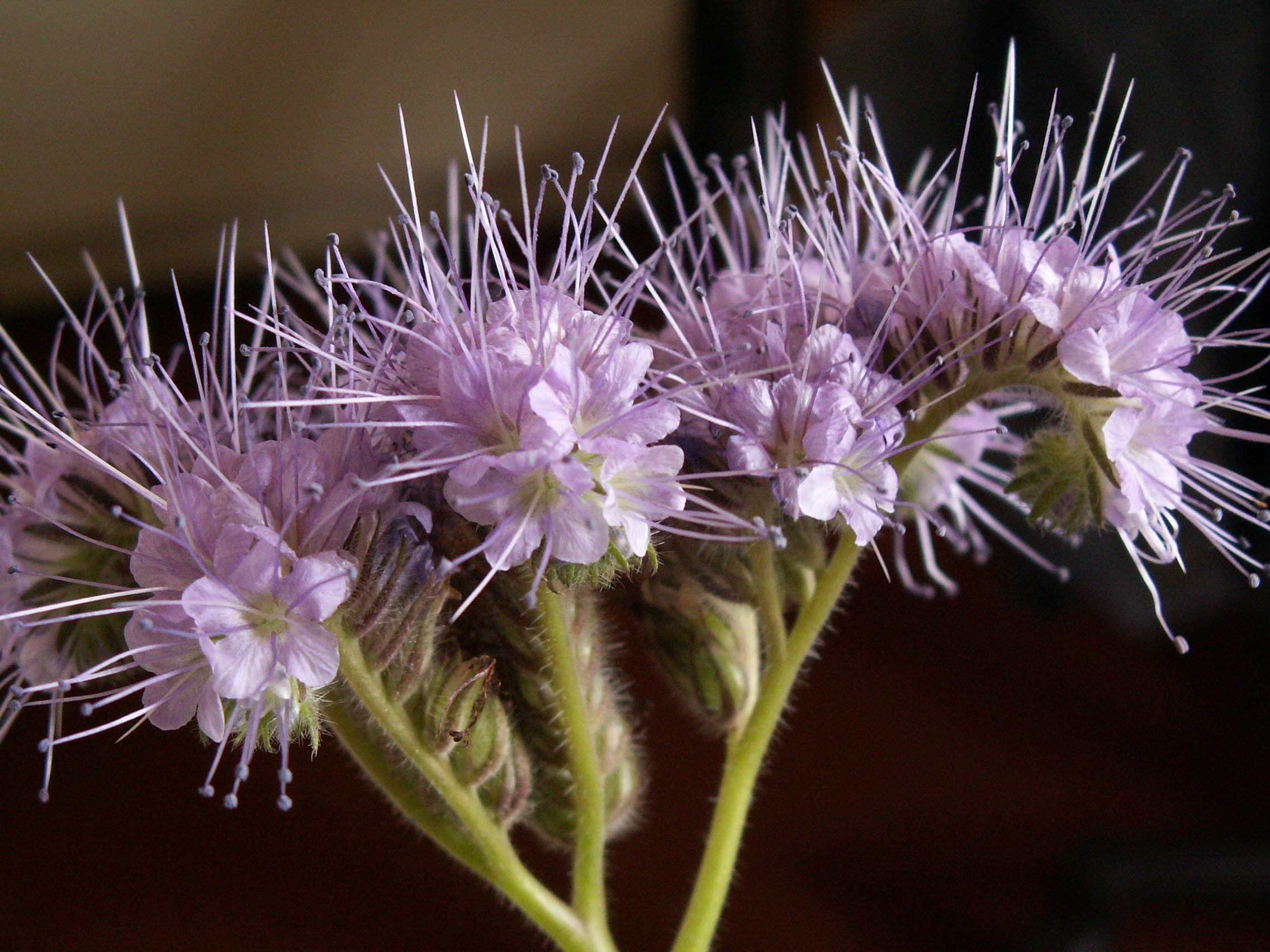 Phacelia tanacetifolia (door Han Beeuwkes)