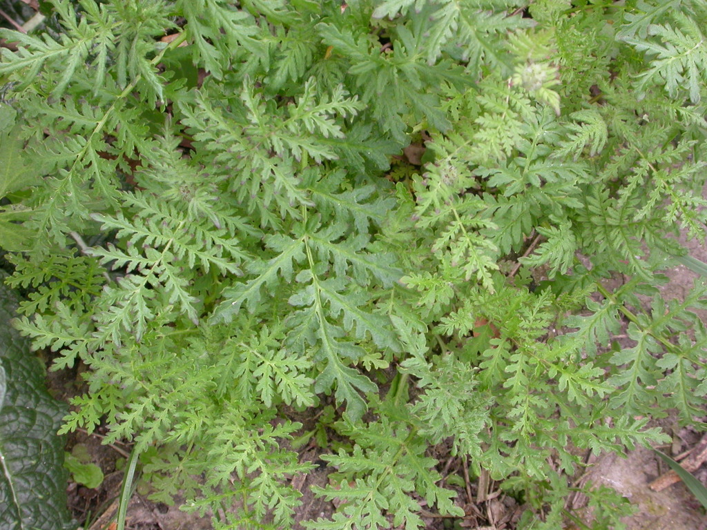 Phacelia tanacetifolia (door Peter Meininger)