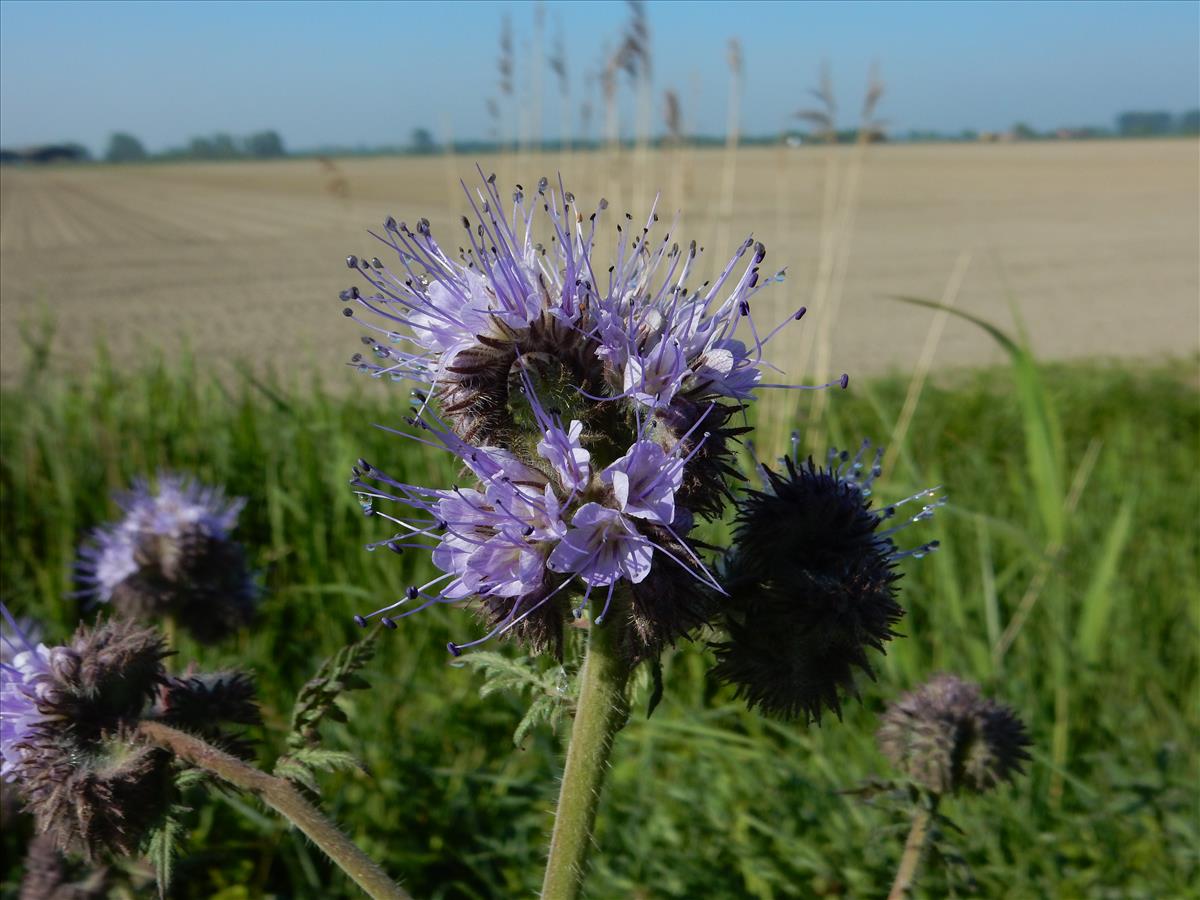 Phacelia tanacetifolia (door Peter Meininger)