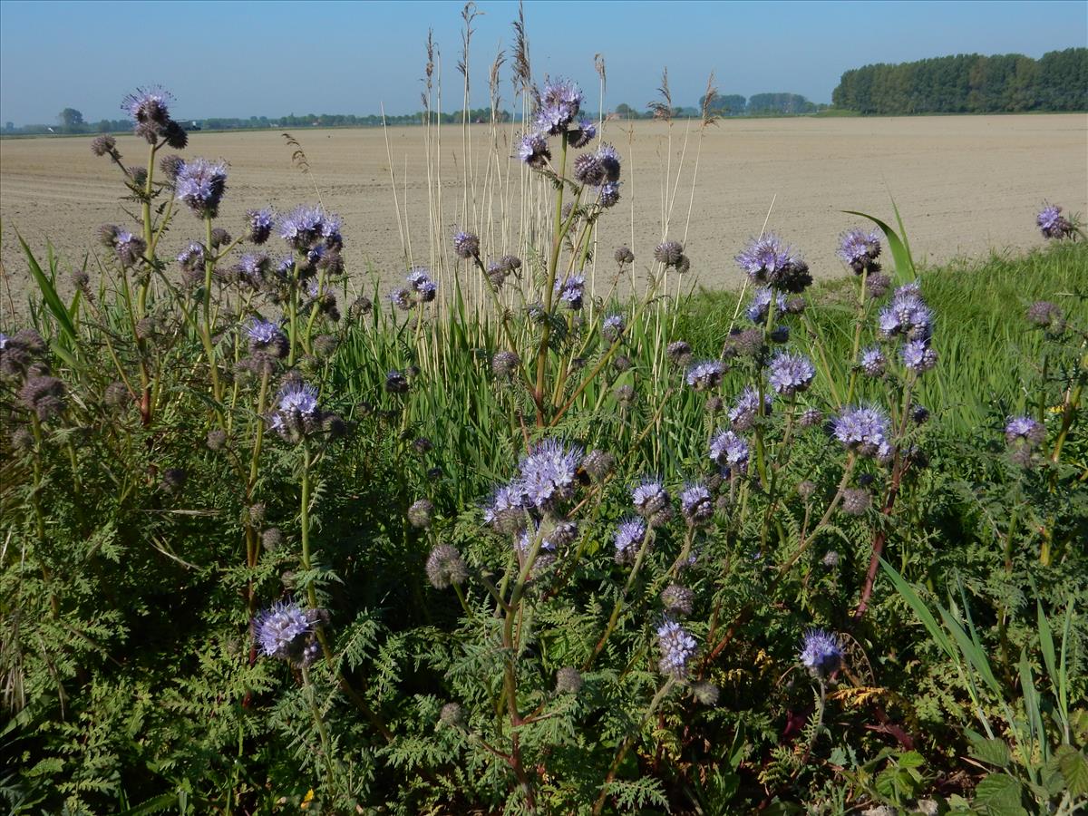 Phacelia tanacetifolia (door Peter Meininger)