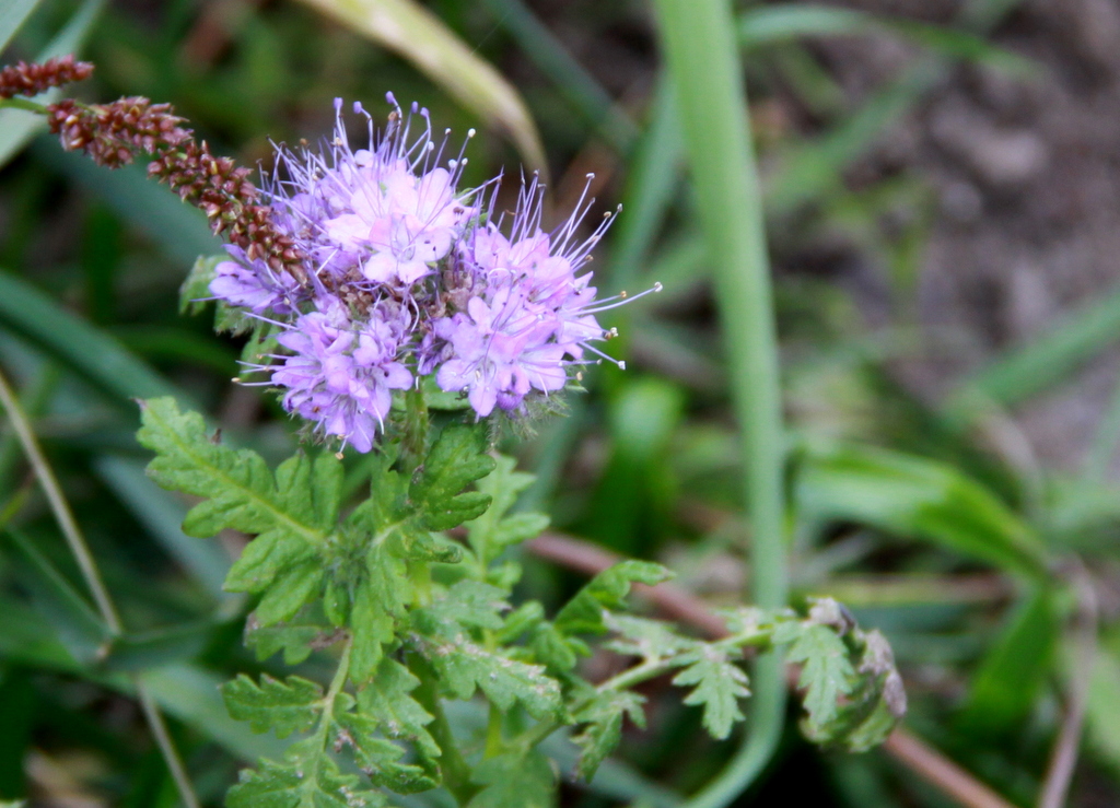 Phacelia tanacetifolia (door Peter Meininger)