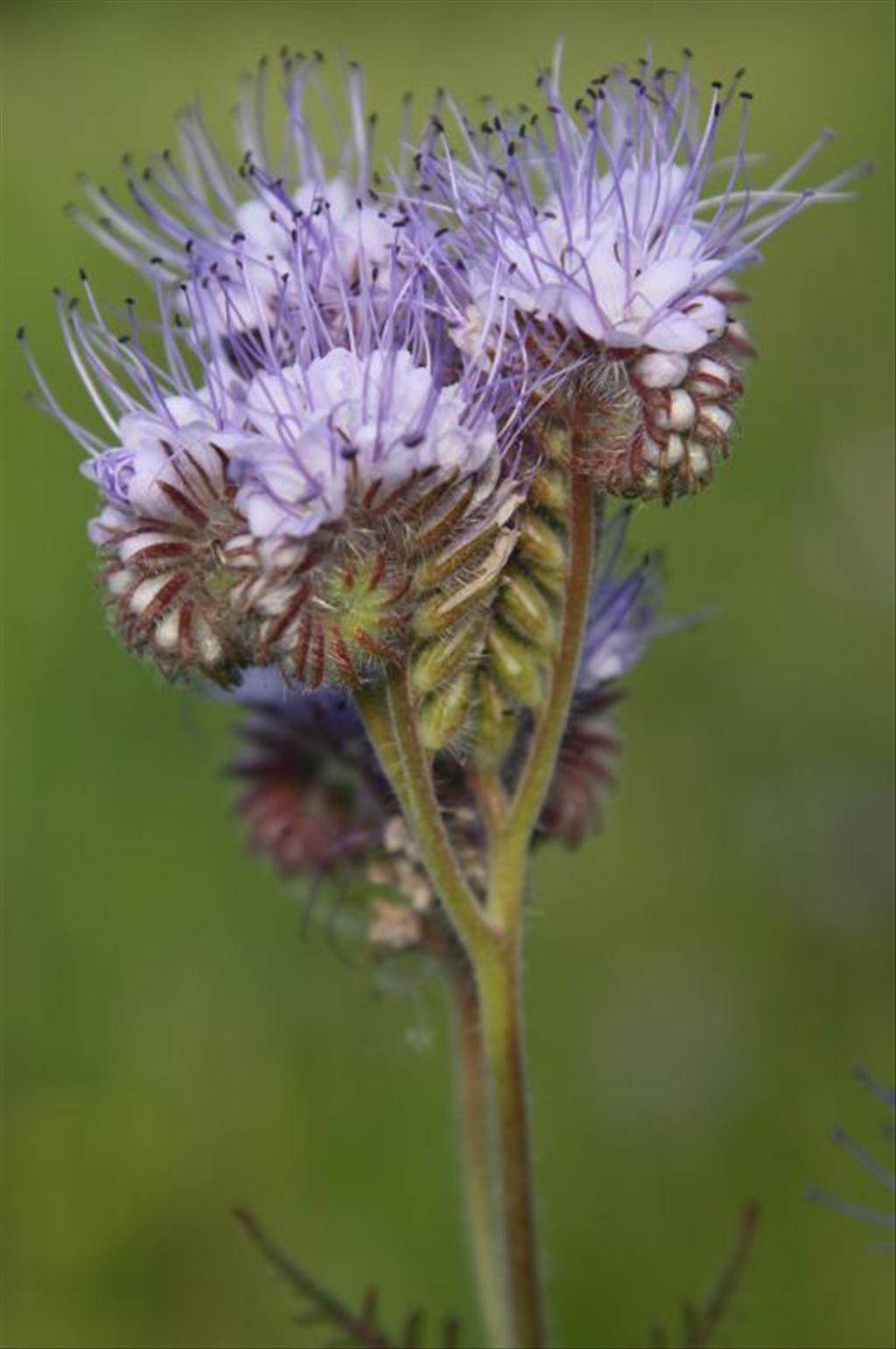 Phacelia tanacetifolia (door Karine Letourneur)