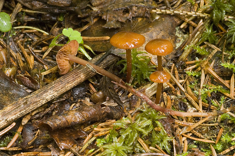 Phaeocollybia arduennensis (door Nico Dam)