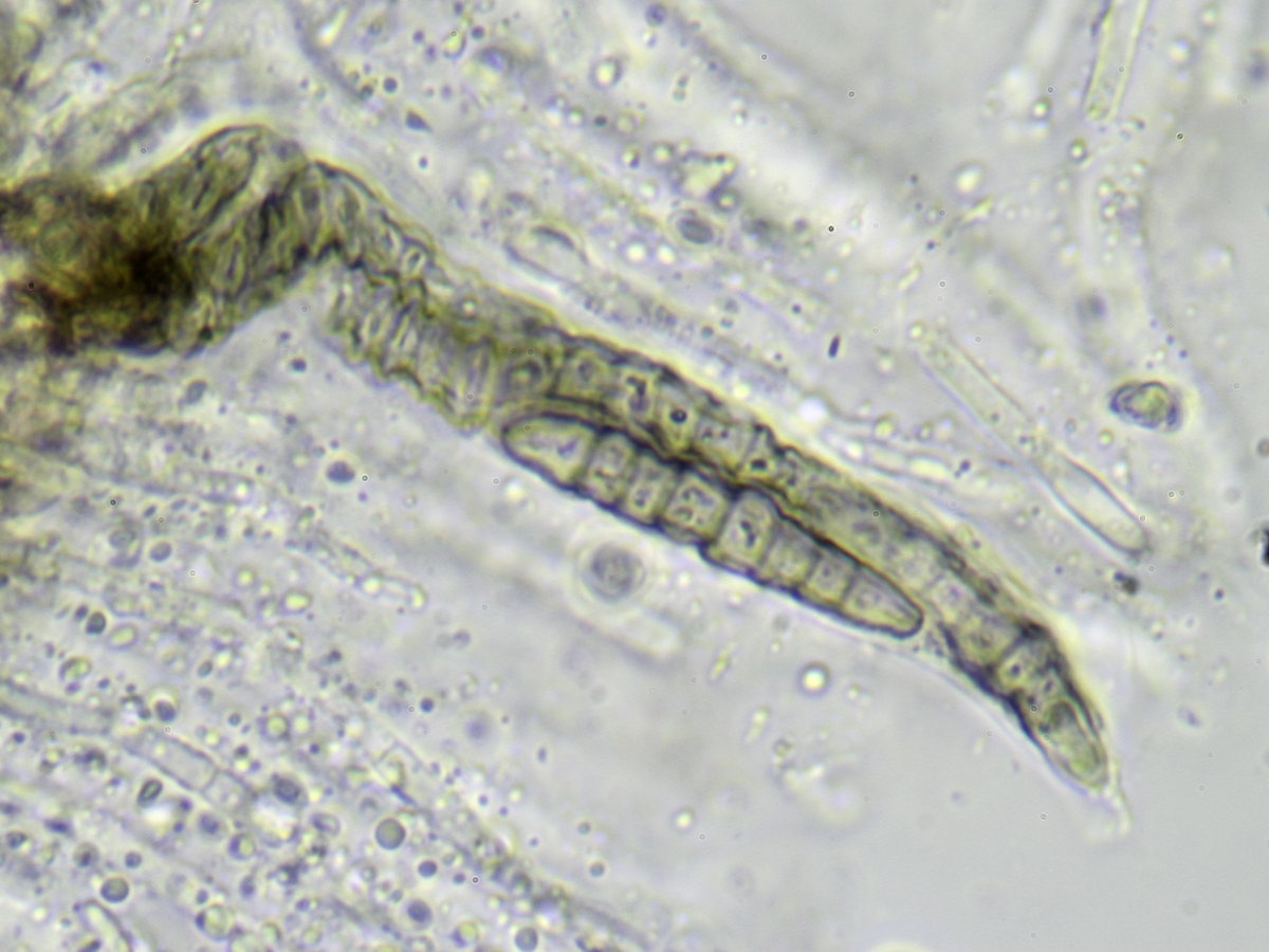 Phaeographis dendritica (door Henk-Jan van der Kolk)