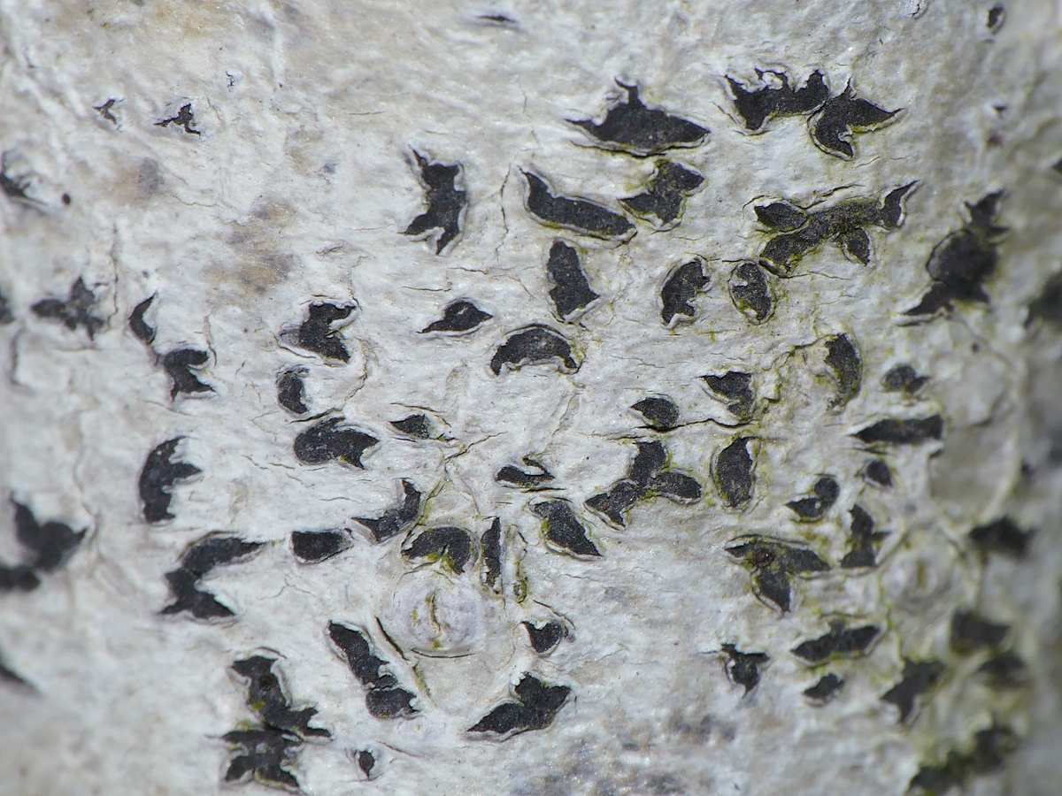 Phaeographis smithii (door Henk-Jan van der Kolk)
