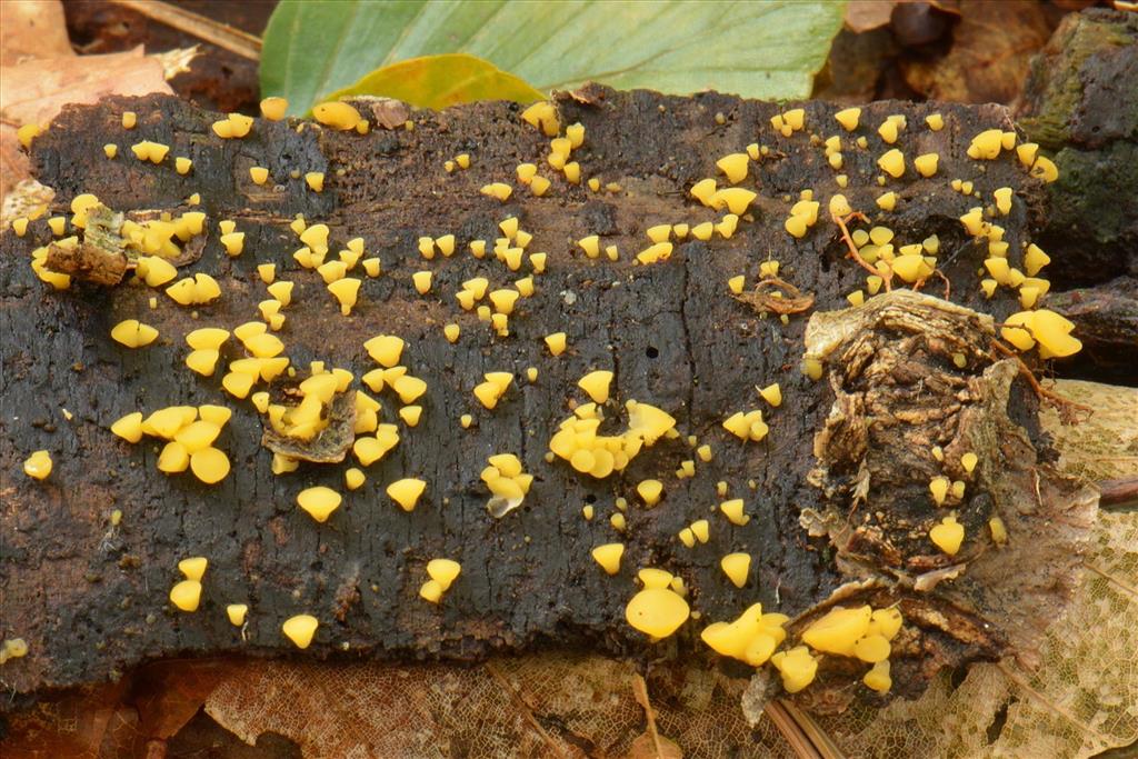 Phaeohelotium umbilicatum (door Laurens van Run)