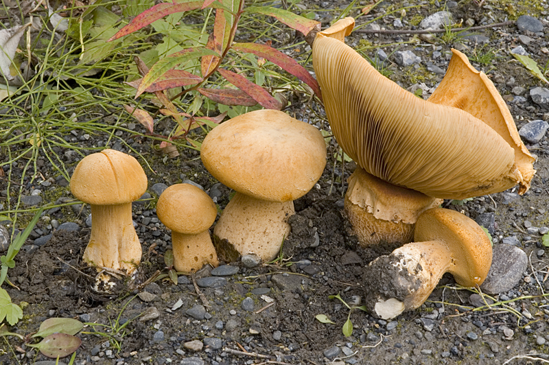 Phaeolepiota aurea (door Nico Dam)