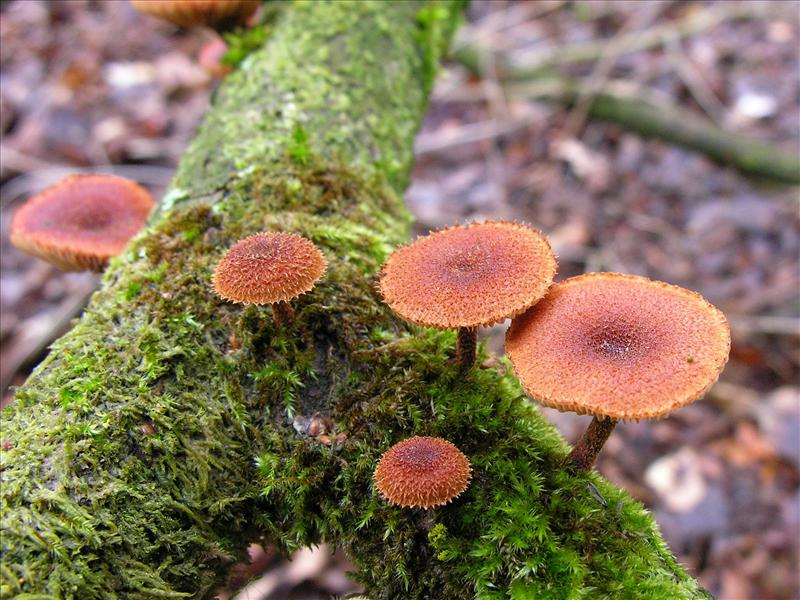 Phaeomarasmius erinaceus (door Marian Jagers)