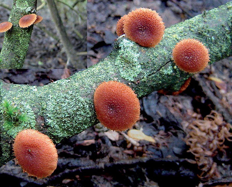 Phaeomarasmius erinaceus (door Nico Dam)