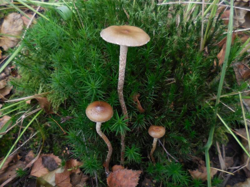 Phaeonematoloma myosotis (door Marian Jagers)