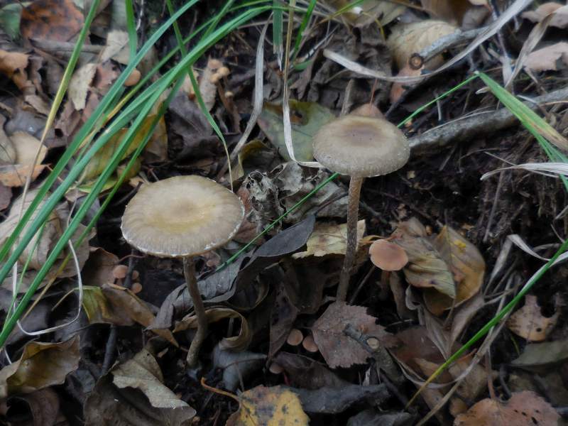 Phaeonematoloma myosotis (door Marian Jagers)